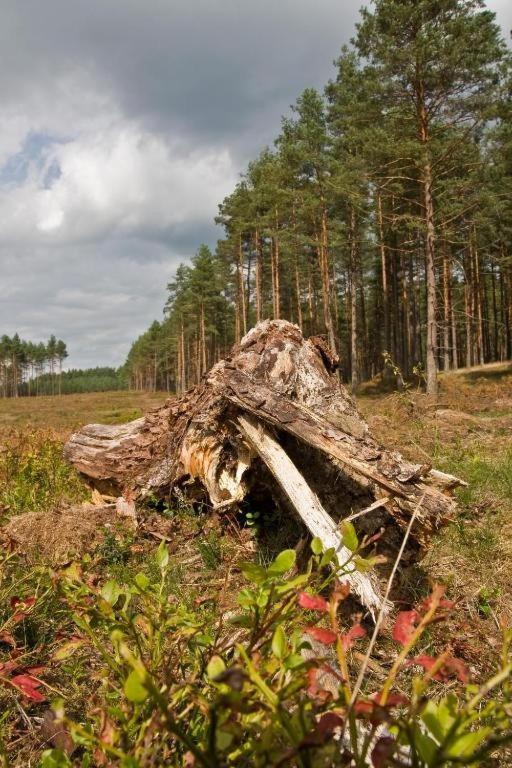 Agroturystyka Skoszewo Zewnętrze zdjęcie